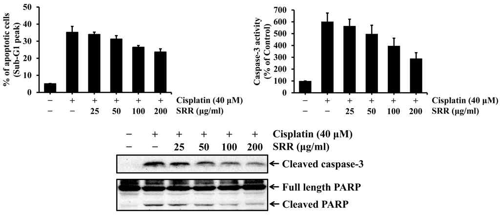 Effects of steamed rehmannia root on cisplatin-induced apoptosis in rat renal proximal tubular cells