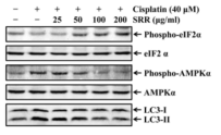 Effects of steamed rehmannia root on cisplatin-induced eIF2α and AMPKα phosphorylation in rat renal proximal tubular cells