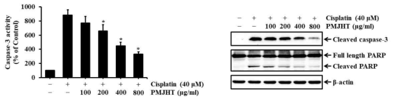Effects of AMPK activation on cisplatin-induced apoptosis in rat renal proximal tubular cells