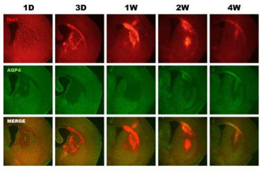 NMO-like animal model에서의 macrophage/microgla activation