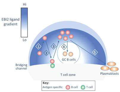 림프기관 내에서 EBI2에 의한 Ag-specific B세포의 형성 모식도