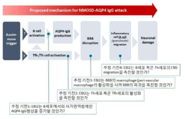 EBI2가 NMOSD-AQP4 IgG의 질병기전에 관여하는 구체적인 가능 기전 Abbreviation: AQP4=aquaporin 4; BBB = blood brain barrier; Tfh= Follicular helper T cell; Th= helper T cell