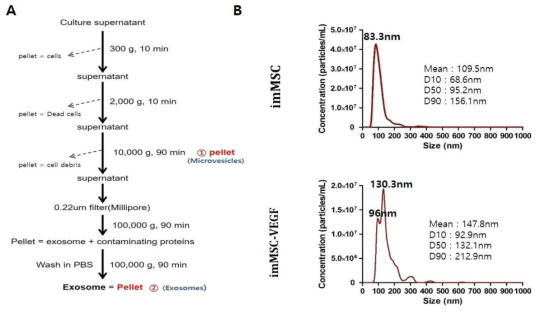 엑소좀 분리 및 사이즈