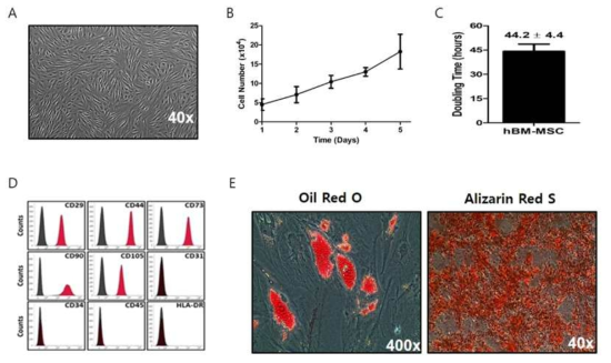 골수유래 중간엽 줄기세포 분리 및 특성분석