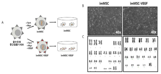 유전자재조합 중간엽줄기세포 확보