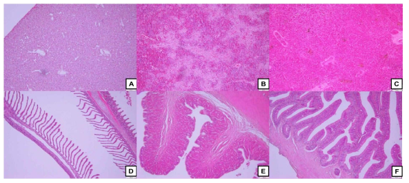 Histological analysis of eel tissue/organs fed control diet. A: liver, B: spleen, C: kidney, D: gill, E: stomach, F: intestine. x100