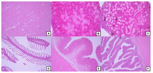 Histological analysis of eel tissue/organs fed diet containing OAF12 with control diet. A: liver, B: spleen, C: kidney, D: gill, E: stomach, F: intestine. x100