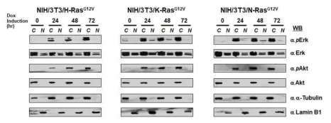 각 Ras 암유발 유전자 단백질의 발현에 따른 세포 내 대표적인 신호전달 단백질들의 활성화 확인. 각 지정한 시간 동안 단백질 발현을 유도 후 각각 세포질과 핵 분획으로 분획화한 후 각각의 분획을 지정한 대표적인 신호전달 단백질의 항체를 이용하여 그 변화를 확인하였다. 세포질 및 핵 분획은 각각 α-tubulin과 Lamin B1 특이 항체를 이용하여 확인하였다. N: 세포 핵 분획, C: 세포질 분획, WB: 각각 특이 단백질의 항체를 사용한 확인