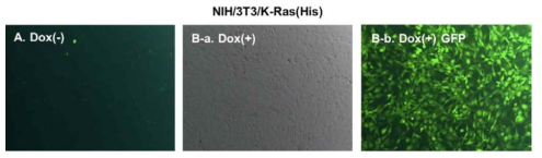 활성이 없는 돌연변이체 K-Ras 단백질 발현 세포주의 확립. K-Ras cDNA의 N-말단에 6XHis와 Myc이 붙어있는 K-Ras cDNA를 Tet-on 발현 유도 벡터에 클로닝하고 이를 NIH/3T3 세포주에 삽입하여 돌연변이 K-Ras를 발현할 수 있는 세포주를 순수분리하여 GFP 단백질의 발현으로 세포주의 순수 분리 여부를 확인하였다