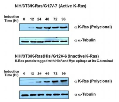 확립된 돌연변이 K-Ras 단백질 발현 세포주의 단백질 발현 현상 확인. 활성화된 K-Ras와 활성을 가지고있지 않은 K-ras 단백질을 각각 지정한 시간 동안 발현 유도체로 발현시킨 후 각각의 총 세포분획을 SDS-PAGE 방법으로 분리 후 K-Ras 특이 항체를 이용하여 그 발현 정도를 확인하였다. 각각 분석한 단백질 양의 표준은 α-tubulin으로 확인하였다. 각각의 단백질들은 단백질 발현 유도체 처리 시간과 비례하여 증가함을 확인할 수 있다