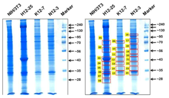 단백질 O-GlcNAcylation 된 부위에 특이적으로 반응하는 항체 (CTD110.6과 RL2)를 이용한 면역침강법 실험. 각각 5 mgr의 H-, K-, 그리고 N-Ras의 핵 분획 내 O-GlcNAcylated 단백질을 면역침강법으로 CTD110.6 항체에 반응하는 각 세포 분획의 단백질을 분리하였다. 이를 5~14% 농도구배 SDS-PAGE로 분리하고 각 비교 부위를 확인하여 날카로운 칼로 오려 내어 고분해능 질량분석기로 단백질을 동정하였다. 칼로 오려낸 부위가 빨간 직사각형으로 표시하였다