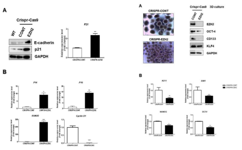 대장암세포에서 Crisper-cas9 EZH2 KO에 따른 EZH2 조절 유전자 및 cancer stem cell marker 조절 효과