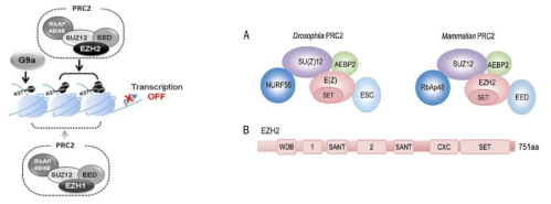 복합체 Polycomb repressive complex 2(PRC2)중의 EZH2의 구조 및 PRC2 로 유도된 H3K27 메틸화를 통한 전사적 조절