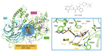 Polycomb repressive complex 2 (PRC2) 구조와 EZH2-억제물질의 결합구조 분석