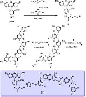 FITC-dieckol conjugate의 합성 스킴