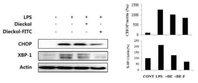 Effect of FITC-dieckol conjugate on ER stress in RAW 264.7 cell