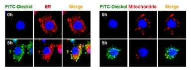 Confocal microscopy images of FITC-dieckol conjugate in RAW 264.7 macrophage cell