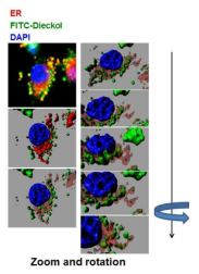 3D Confocal microscopy images of FITC-dieckol conjugate in RAW 264.7 macrophage cell