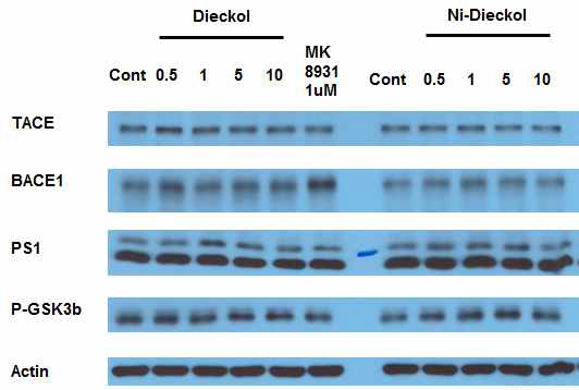 Diekol near-IR probe conjugate의 APP관련 활성