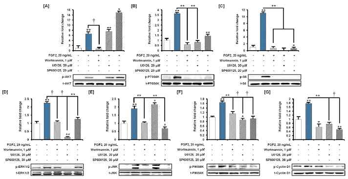 FGF2 처리에 의해 활성화되는 신호전달 단백질들 간의 상/하위 분석