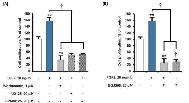 세포 내 신호전달 경로 차단에 의한 FGF2의 세포증식 유도효과의 억제