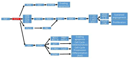 EGFR target 유전자의 상위 및 하위 signaling 유전자들