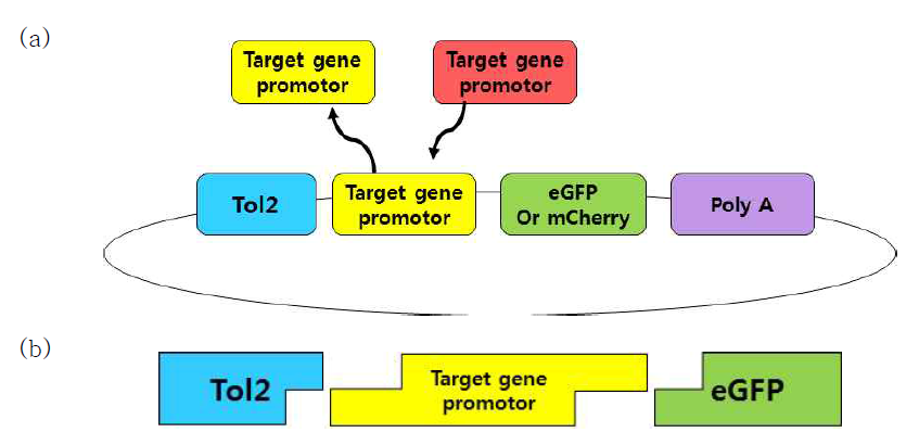PCR ligation을 통한 Tol2 transposon vector 치환