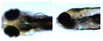 Tg[slc5a5:mScarlet; cmlc:EGFP] zebrafish의 형광 발현 관찰