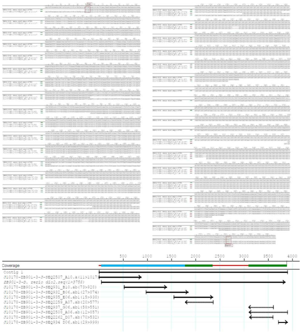 dio2 유전자 합성 서열의 alignment 결과