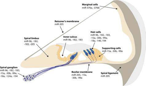 생쥐 와우에서 microRNA 발현의 예내이의 다양한 기관에서 miroRNA의 발현이 알려지고 있음