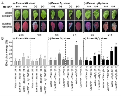 Altered cellular damages in SNP (0.5 mM)-pretreated Chinese cabbage leaves by nitrosative and oxidative stresses. (A) Visible leaf symptoms and UV-illuminated chlorophyll autofluorescence during nitrosative- and oxidative stress-mediated cell death of Chinese cabbage leaf tissues challenge-treated with (a) high SNP (5 mM), (b) MV (50 μM), or (c) H2O2 (4 M). (-) and (+) means NO elicitation by SNP (0.5 mM) pretreatment 24 h prior to challenge stresses. (B) Nitrosative- and oxidative stress-mediated cell death of Chinese cabbage leaf tissues evaluated by measuring increasing electrolyte leakage from the leaves treated with (a) high SNP (5 mM), (b) MV (50 μM), or (c) H2O2 (4 M). The Chinese cabbage leaf discs were prepared at the indicated time points to measure ion conductivity. The data points are the mean relative electrolyte leakages ± standard errors of four independent experimental replicates. Means followed by the same letter are not significantly different at the 5% level by least significant difference tests