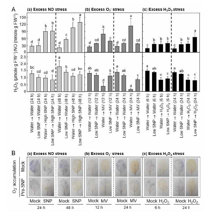 (A) Different NO and H2O2 accumulation and (B) O2 - production in Chinese cabbage leaf tissues during the differentially altered nitrosative- and oxidative stress tolerances by SNP (0.5 mM) pretreatment. Chinese cabbage seedlings were pretreated with 0.5 mM of SNP at 24 h prior to treatments with 5 mM SNP, 50 μM MV or 4 M H2O2. The data points are the means ± standard errors of four independent experimental replicates. Means followed by the same letter are not significantly different at 5% level by least significant difference tests