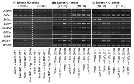 Transcriptional regulations of antioxidant enzyme genes in 0.5 mM of SNP-pretreated leaf tissues by nitrosativeand oxidative stresses. Chinese cabbage leaves were harvested at different time points for the isolation of total RNA and analysis of gene expression using semi-quantitative RT-PCR. BrSOD , superoxide dismutase; BrCat1 , catalase 1; BrCat2 , catalase 2; BrAPX , ascorbate peroxidase; BrMdhar , monodehydroascorbate reductase; BrDhar , Dehydroascorbate reductase; BrGR1, glutathione reductase 1; BrGST1 , glutathione S -transferase 1. Similar results were obtained in three independent experiments and representative result was demonstrated