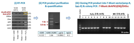 Cloning procedure of coding region of Chinese cabbage ascorbate peroxidase gene BrAPX1 into T-Blunt vector to contain Eco RI and Not I restriction enzyme sites at 5’- and 3’-ends