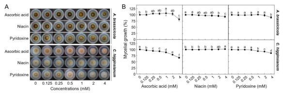 Effect of three different vitamins on mycelial growth of Alternaria brassicicola and Colletotrichum higginsianum. (A) Fungal colonies of A. brassicicola and C. higginsianum formed on 1/2 PDA media supplemented with different concentrations (0, 0.125, 0.25, 0.5, 1, 2 and 4 mM) of ascorbic acid, niacin and pyridoxine. (B) Relative mycelial growths in the vitamin-treated cultures on potato dextrose agar media expressed as percentage (%). Means followed by the same letter are not significantly different at 5% level by least significant difference test. The same letter above bars represented no significant difference between treatments
