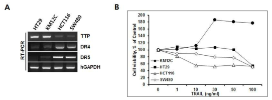 TTP와 DR4/5의 발현 상관관계 조사. A. 대장암세포주의 TTP발현과 DR4/5발현 관계를 확인, B. MTS assay를 통한 TTP 발현과 TRAIL 저항성 관계 확인. 따라서 TTP에 의한 DR4/5의 mRNA stability 조절이 TRAIL 내성에 기여 할 것 으로 판단됨