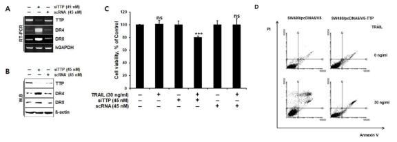 TTP 억제에 의한 DR4/5 발현 변화와 TRAIL 저항성 변화. KM12 세포에 TTP를 siTTP로 억제 후 DR4/5의 발현 변화 결과 TTP 발현이 억제된 KM12C 세포의 DR4/5의 발현은 증가되었으며 TRAIL에 대한 민감성 획득을 확인. 따라서 TRAIL 반응에 TTP가 하나의 biomarker 가 될 가능성이 매우 높음