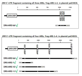 ARE 분석 프로그램을 통한 ARE binding site 확인