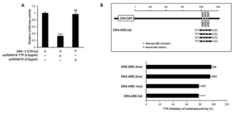 DR4 mRNA 3‘UTR 분석. A. DR4의 3`UTR을 클로닝을 수행 한 후 TTP와 cotransfection 한 후 luciferase activity를 조사함. TTP에 의한 DR4의 activity 억제가 증가하였음. B. DR4 ARE 분석결과 좁은 부위에 ARE 3개가 군집을 이루고 있었음. 그 중 TTP가 결합하는 정확한 부위를 확인하기 위해 각 ARE site를 mutation 시킨 후 각 activity를 확인함 그 결과 3군데 모두 결합을 하고 각각의 activity 능력도 동일함을 확인하였음