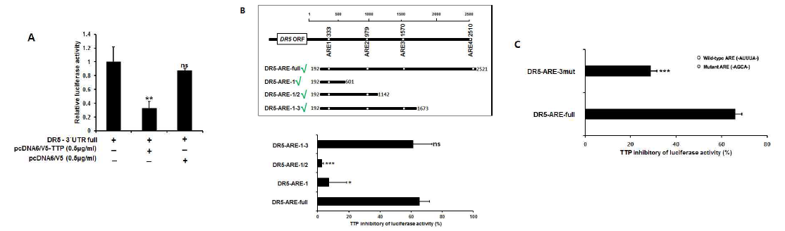 DR5 mRNA 3‘UTR 분석. A.DR5의 3`UTR을 클로닝을 수행 한 후 TTP와 cotransfection 한후 luciferase activity를 조사함. 그 결과 TTP에 의해 DR5의 activity 억제됨을 확인하였음 B. DR5의 경우 4군데의 ARE site가 있었고 중요 결합부위를 확인하기 위해 각 site를 제거하는 기법을 이용한 클로닝으로 중요부위를 확인한 결과 DR5-ARE 3번을 통해 DR5 mRNA stability가 조절됨을 확인. C. ARE3을 직접 mutation 한 후 TTP의 activity 감소를 확인. 따라서 TTP는 DR4/5에 결합하여 mRNA stability를 조절 함을 확인 할수 있음