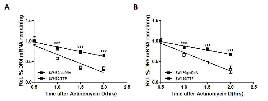 DR4/5 mRNA stability분석. A,B TTP 발현이 낮은 SW480을 대상으로 TTP 과발현 후 Actinomycin D를 5 ug/ml을 처리하고 시간에 따른 stability를 qRT-PCR을 통하여 확인하였음