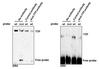 TTP 단백질과 DR4/5 유전자의 3`UTR ARE의 물리적 결합을 확인하기 위한 RNA-EMSA. 각 유전자의 RNA probe를 제작하고 wild type과 mutant type과의 결합 차이를 분석함. mutant type에서 결합력이 떨어짐을 확인함과 동시에 wild type의 경우에도 TTP 항체를 이용한 경쟁이 결합력 감소를 야기함을 확인. 위 실험을 통해 TTP와 DR4/5 와의 물리적 결합을 확인할수 있었음