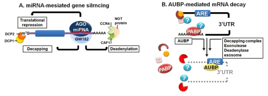 mRNA 3‘UTR 분해 기작. A. Target 유전자의 mRNA 3‘UTR에 AGO 단백질/miRNA complex가 GW182와 결합한 후 mRNA를 분해할 수 있음. B. AUBP는 mRNA의 3‘UTR에 존재하는 ARE에 결합하여 exonucleases를 불러 모아 mRNA를 분해함 (Genes Dev,2007)
