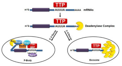 TTP의 유전자 발현 조절. TTP는 mRNA의 3‘UTR에 존재하는 ARE에 결합하여 exonucleases(exosome)를 불러 모아 mRNA를 분해하거나(3’-5‘ decay), mRNA의 cap 구조에 decapping enzyme들이 결합하여(5’-3‘ decay) mRNA의 분해를 촉진하게 됨