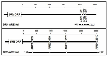 DR4/5 mRNA 3‘UTR의 ARE를 확인