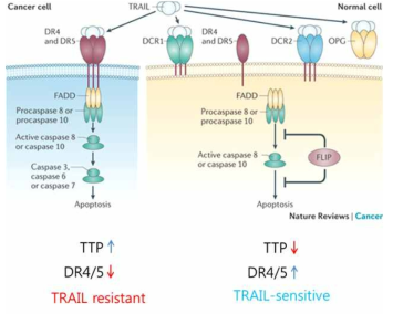 본 연구의 가설 모식도. TTP 발현 유무에 따른 TRAIL 저항성 예측