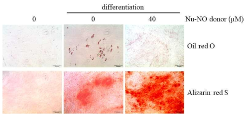 세포내 핵 타깃으로 한 일산화질소 전달체의 줄기세포 분화 효과