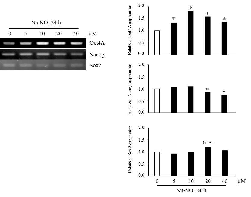 Nu-NO에 의한 oct4a, nanog 그리고 sox2의 발현 변화 분석