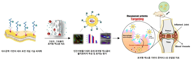 대사공학 기반의 인간지방줄기세포 유래 표적형 엑소좀의 제조, 특성분석 및 in vivo 효능평가