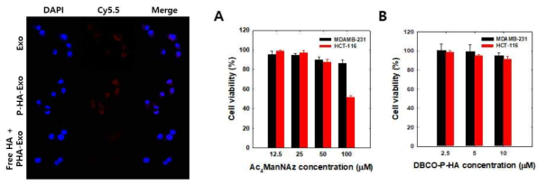 표적형 엑소좀의 세포 흡수 거동 및 세포 독성 평가
